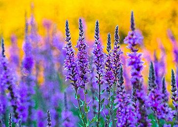 英伟达：AI已成为计算机图形学不可或缺一部分